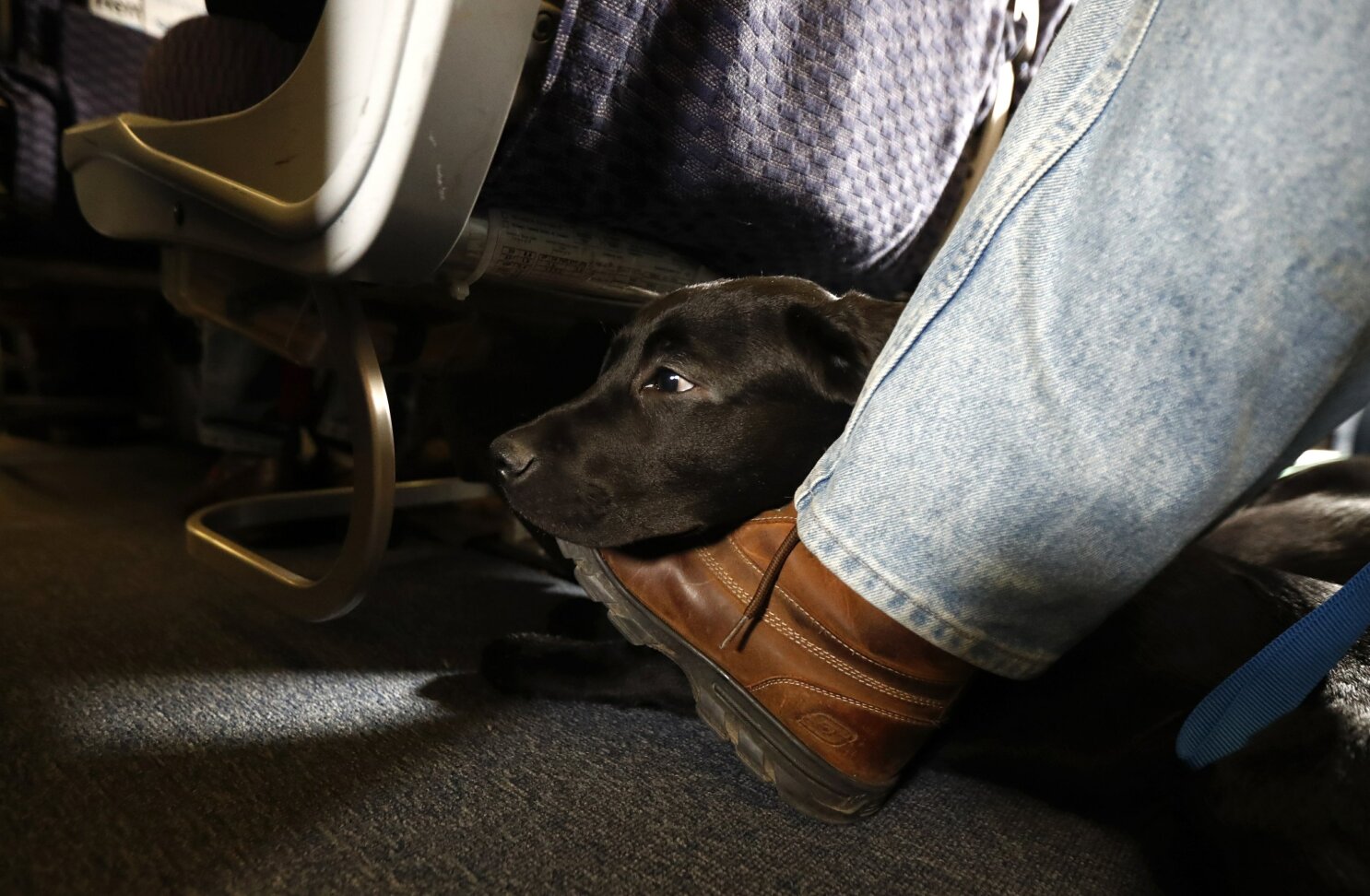 Southwest discount service animals